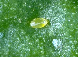 Adult (top center) and eggs of broad mite.