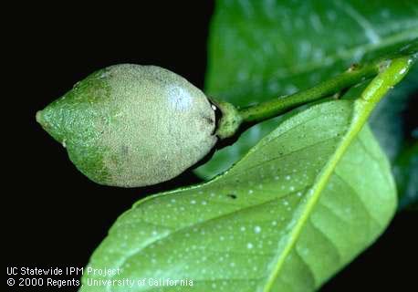 Crop damaged by broad mite.