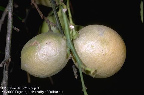 Discolored, scabby rind of lemons caused by feeding of broad mite, <i>Polyphagotarsonemus latus</i>.