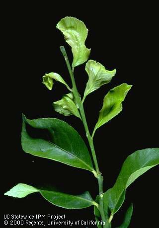 Citrus terminal distorted and stunted by feeding of broad mite, <i>Polyphagotarsonemus latus</i>.