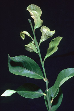 Citrus leaves distorted and undersized from feeding of broad mite.