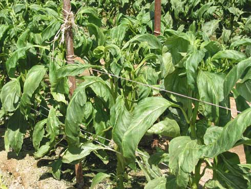 Pepper leaves curled, distorted, and pointed downward from feeding of broad mite, <i>Polyphagotarsonemus latus</i>.