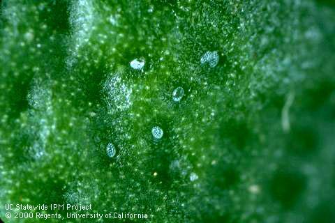 Eggs of broad mite, <i>Polyphagotarsonemus latus</i>, distinguished by white, peglike protrusions on the upper surface.