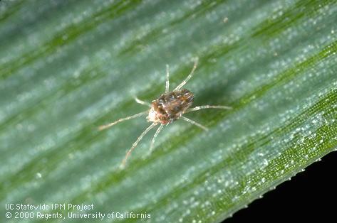 Adult brown wheat mite.