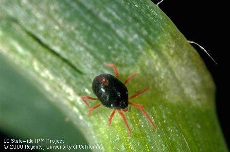 Adult winter grain mite, blue oat mite, green wheat mite.