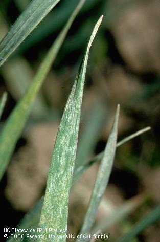 Crop damaged by winter grain mite, blue oat mite, green wheat mite.