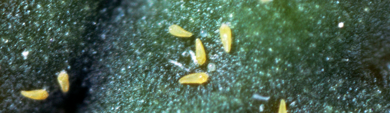 Magnified view of adult eriophyid mites.