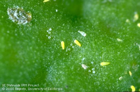 Adult citrus rust mites, <i>Phyllocoptruta oleivora</i>.