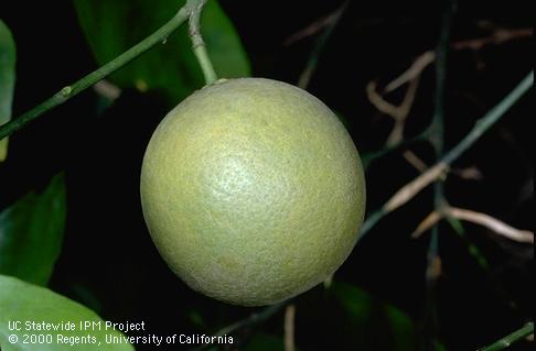 Crop damaged by citrus rust mite.