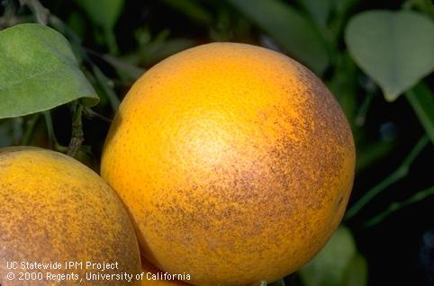 Russeting (brownish patches) on orange rinds caused by feeding of citrus rust mite, also called silver mite, <i>Phyllocoptruta oleivora</i>.