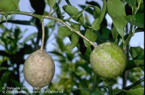 Silvering of lemon rinds from feeding of silver mite, also called citrus rust mite, <i>Phyllocoptruta oleivora</i>.