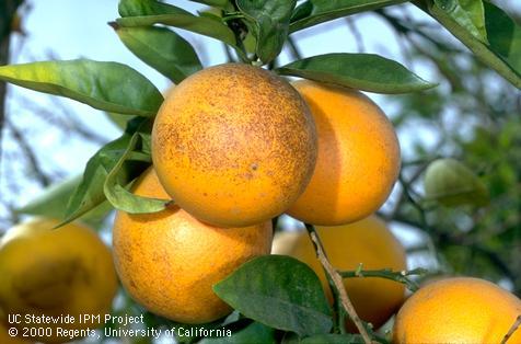 Crop damaged by citrus rust mite.