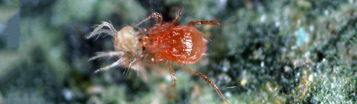 Predatory mite, Phytoseiulus persimilis (right), feeding on a twospotted spider mite, Tetranychus urticae.