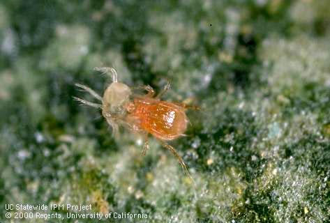 Predatory mite, Phytoseiulus persimilis feeding on a twospotted spider mite, Tetranychus urticae.