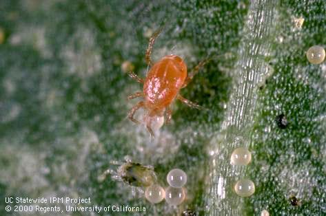 Adult Phytoseiulus persimilis (center) feeding on an egg of twospotted spider mite, Tetranychus urticae.