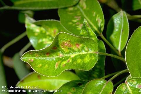 Pear leaves with bronze discoloration from feeding by pearleaf blister mite, <i>Phytoptus pyri</i>, an Eriophyidae.