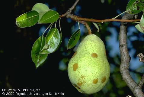 Crop damaged by pearleaf blister mite.