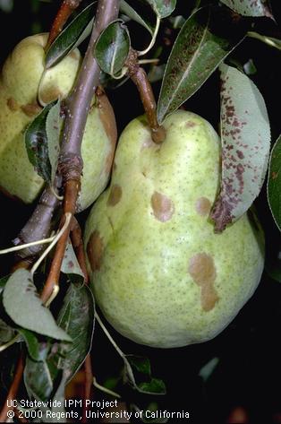 Oval russet spots on fruit and blackened blisters on the underside of a leaf from feeding of pearleaf blister mite, <i>Phytoptus pyri</i>.