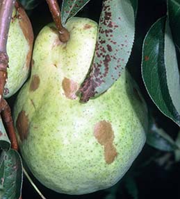 Brown, scabby discoloration on fruit and blackish discoloration on the underside of leaves from mite feeding.