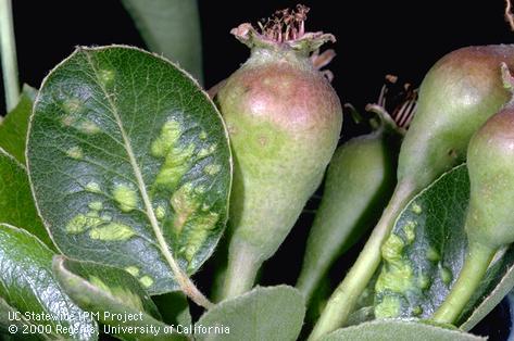 Discolored swellings on leaves from feeding of pearleaf blister mite, <i>Phytoptus pyri</i>.