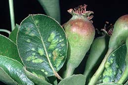 Pale swellings on the underside of leaves due to feeding of pearleaf blister mites.