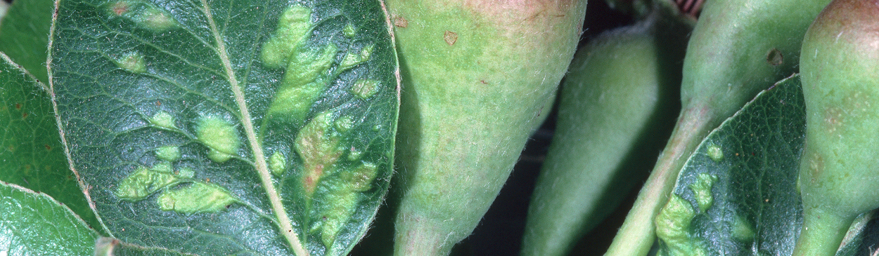 Leaf blisters from pearleaf blister mite feeding.