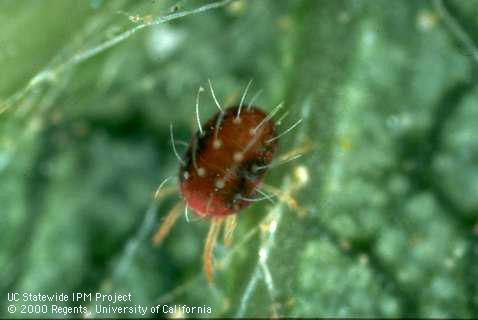 Adult European red mite.