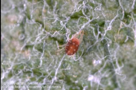 Adult European red mite.