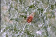 European red mite