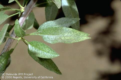 Crop damaged by European red mite.