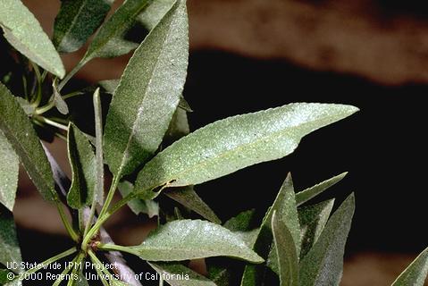 Crop damaged by European red mite.