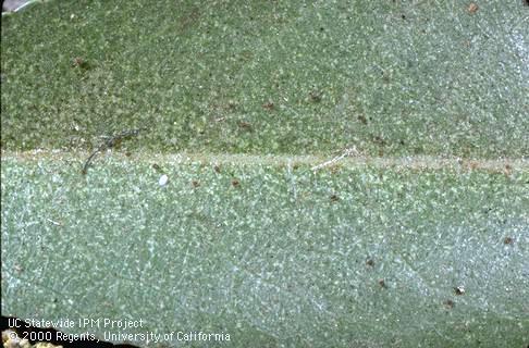 Crop damaged by European red mite.