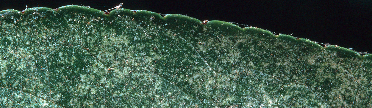 Leaf stippling caused by European red mite, Tetranychus ulmi.