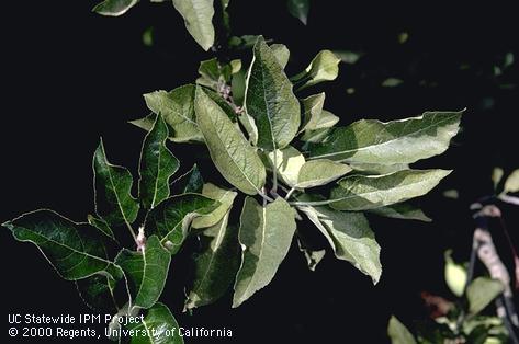 Crop damaged by European red mite.