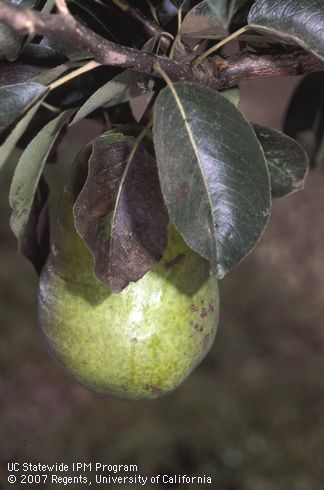 Damaged leaves showing leaf burn caused by European red mite, <I>Panonychus ulmi.</I>.