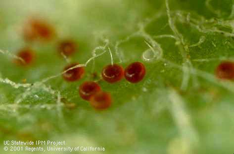 European red mite eggs.