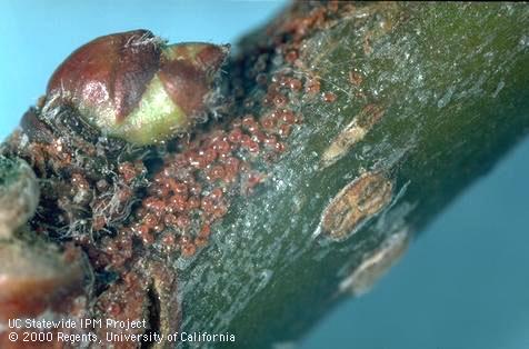 Overwintering eggs of European red mite, <i>Panonychus ulmi</i>, on bark at the base of a walnut bud.