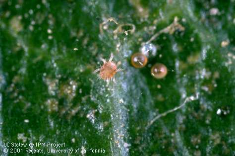 Eggs and larva of European red mite, <i>Panonychus ulmi</i>.