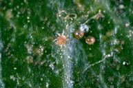 European red mite nymph