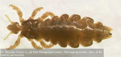 Adult female head louse, <i>Pediculus humanus capitis</i>.