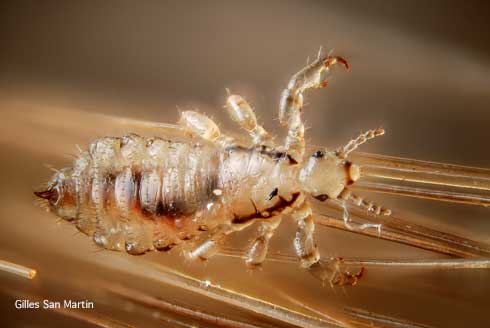 Adult male head louse, <i>Pediculus humanus capitis.</i>.