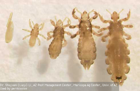 Life stages of the head louse, <i>Pediculus humanus capitis</i> (from left to right): egg, three nymphal instars, and adult.