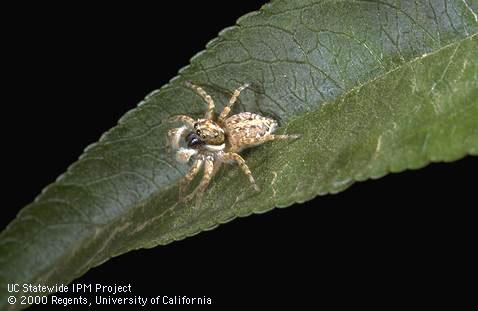 Adult jumping spider.