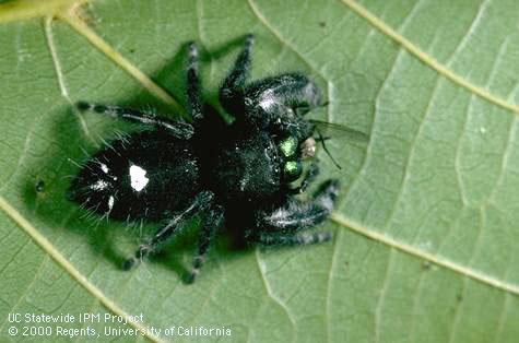 Adult jumping spider, Phidippus audax (Salticidae), eating a fly.