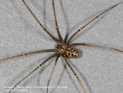 Adult cellar spider, <i>Psilochorus</i> sp.