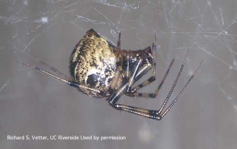 Adult common house spider, <i>Parasteatoda tepidariorum</i>.