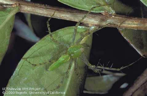 Adult green lynx spider on crape myrtle leaves and stem.