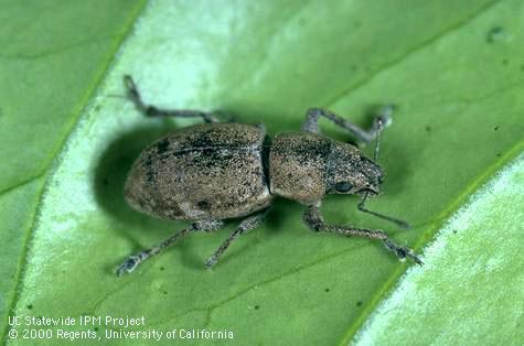 Adult Fuller rose beetle, <i>Naupactus cervinus</i>, a weevil (Curculionidae).