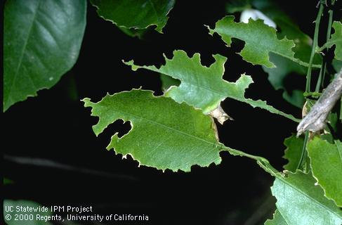 Crop damaged by Fuller rose beetle (weevil).