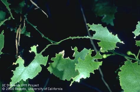 Chewing damage of adult Fuller rose beetles, <i>Naupactus</i> (=<i>Asynonychus</i>) <i>godmani</i>.